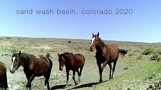 Wild horses of Sand Wash Basin, CO.