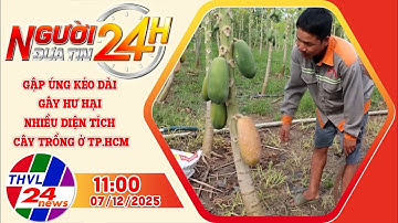 Người đưa tin 24H (11h00 ngày 07/12/2025): Ngập úng gây hư hại nhiều diện tích cây trồng ở TP.HCM