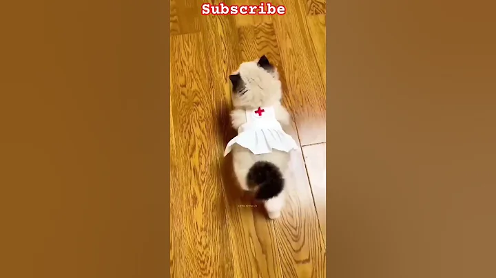 Video 11873181: cat kitten cutecat pets, kitten pets funny cutecat, cat kitten cute pets