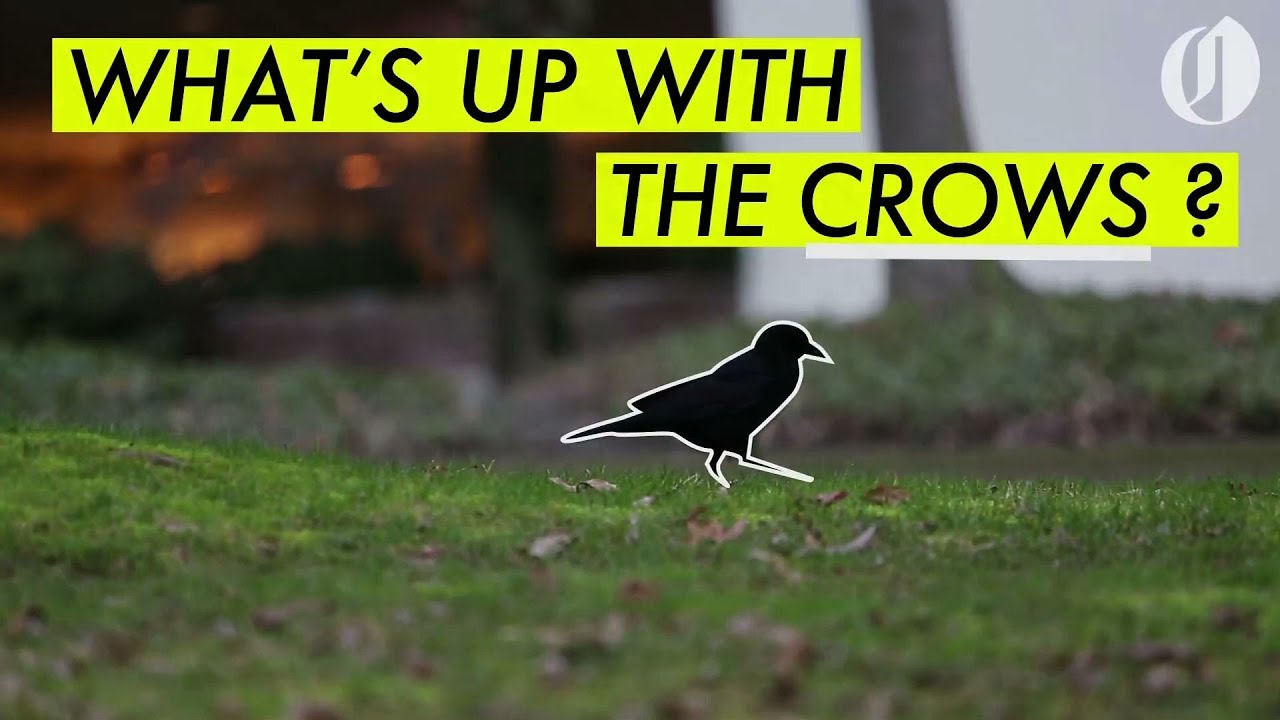 Latest Weapon In Portland S War On Crow More Birds Latest Weapon In Portland S War On Crow More Birds Oregonlive
