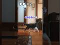 鰹節ふりかけがある日はごはん待ちのそわそわが半端ない猫 #Shorts