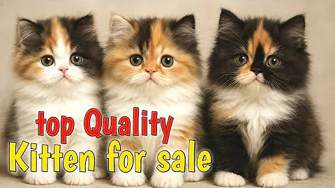 Watch the video about Cats For Sale I Pure persian cats I persian cat in varanasi I #cats #tranding #video