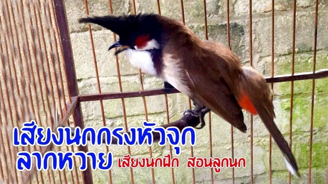 Thailand bird - เสียงนกกรงหัวจุก สำหรับต่อ หรือ เปิดให้นกคึก เสียงเพราะๆ -  #เจ้าคิง #นกกรงหัวจุก