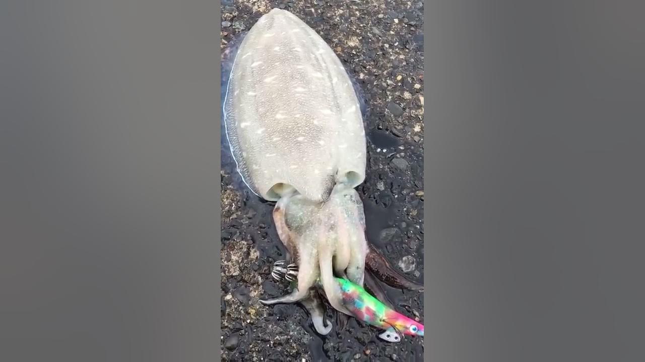 Super Easy Way To Tighten Squid Cuttlefish Oval Squid And Squid How To Finish Egging Yaen Youtube Super Easy Way To Tighten Squid Cuttlefish Oval Squid And Squid How To Finish Egging Yaen Youtube
