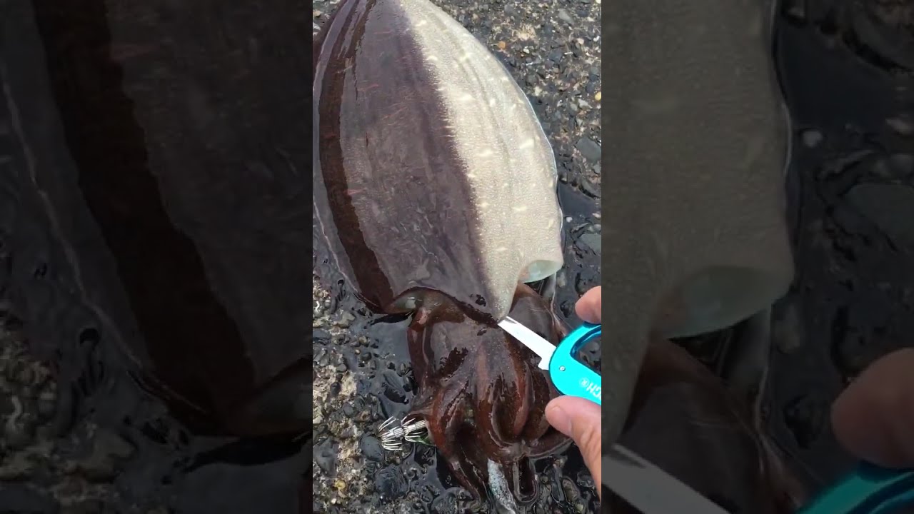 超簡単 スミイカの締め方 コウイカの締め方 アオリイカの締め方 イカの締め方 〆方 しめ方 エギング ヤエン Youtube