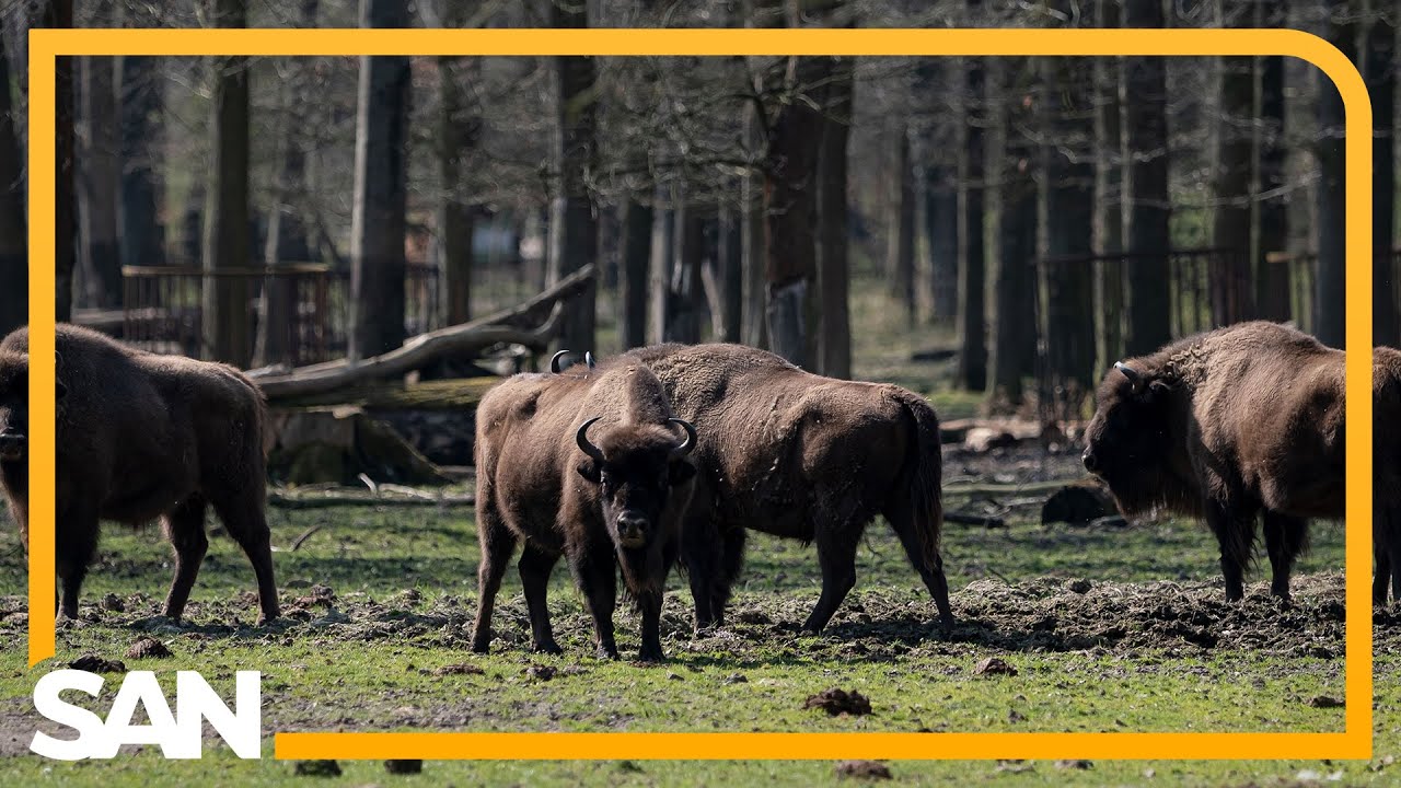 Study: Bison herd removes more carbon than world’s largest CO2 capture plant
