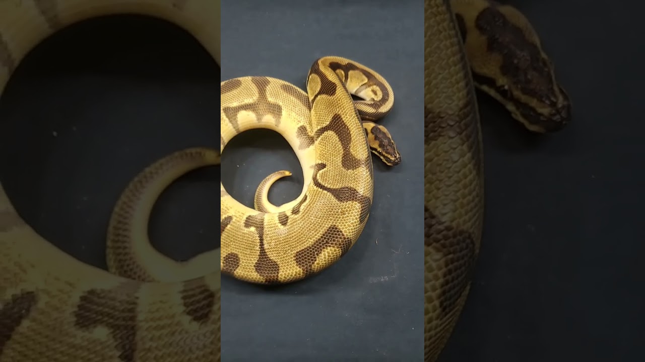 Enchi O.D. Leopard Het Hypo getting big. 