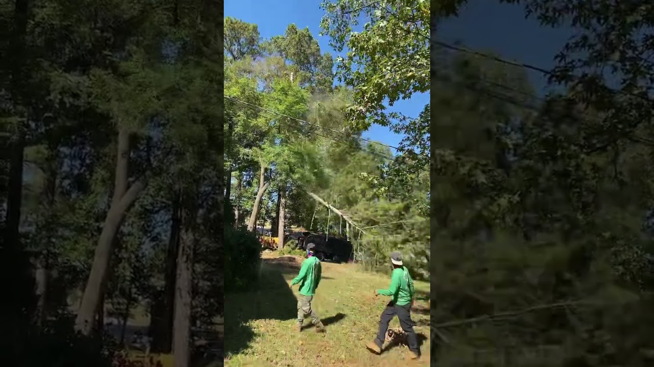 Cutting trees 🌳 🌲🪵🪵in atlanta ga .. 