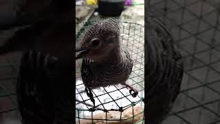 suara burung pelatuk #shorts #burung #burungpelatuk