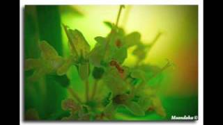 jahcoustix - tears of happiness