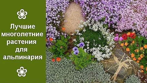 ❀ Лучшие многолетние растения для альпинария
