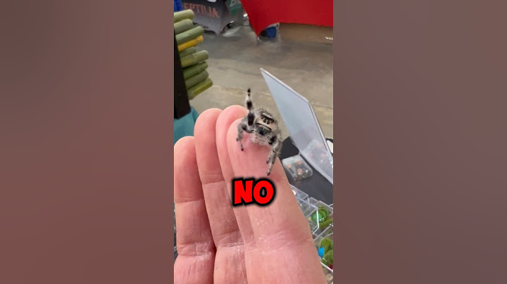 This Is A Jumping Spider And Here’s Why You Shouldn’t Hate Them (📷:ophelia_the_monster)