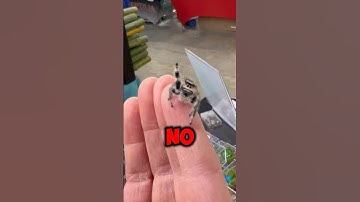 This Is A Jumping Spider And Here’s Why You Shouldn’t Hate Them (📷:ophelia_the_monster)