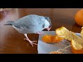 いつものミカンじゃない事に食べてる途中で気付く文鳥 あずき　Java sparrow