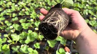 видео: 13 мая 2025 г. картинка: 13 мая 2025 г.