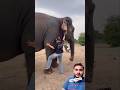 देखो कितना समझदार हाथी है । elephant video #elephant #shorts #video
