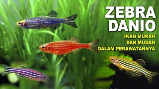 BEAUTIFUL SMALL ORNAMENTAL FISH, ZEBRA DANIO, Danio rerio, Zebra Danio Fish