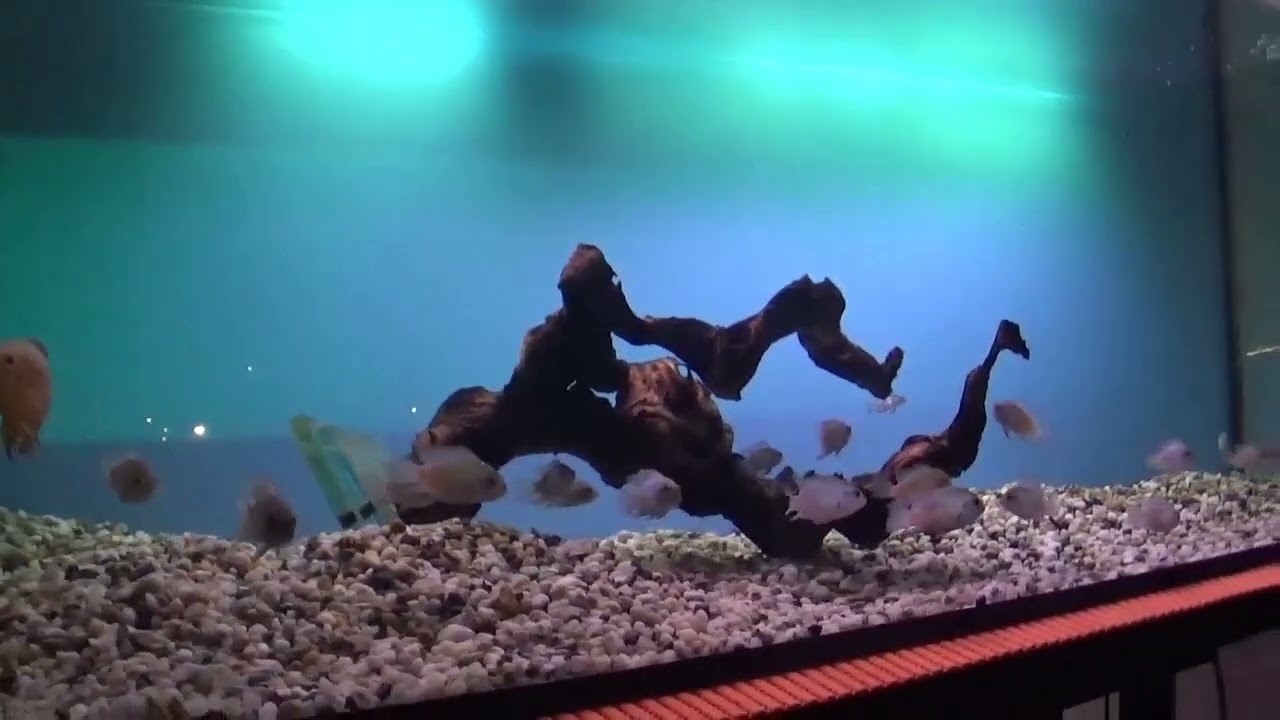 377.Астронотусы.Переселение.