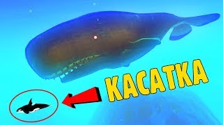 ШОК КАСАТКА просто МАЛЮТКА рядом с этой РЫБОЙ ГИГАНТОМ ШОК КАСАТКА просто МАЛЮТКА рядом с этой РЫБОЙ ГИГАНТОМ