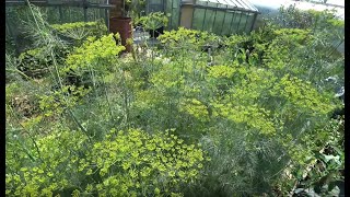 видео: Мой способ заготовки укропа картинка: Мой способ заготовки укропа