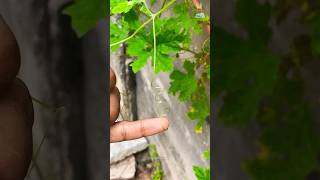 எலி கடித்தது ஏன்? #nature