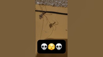 🫣 Afraid??? 😱 Oh YES!! ✅️ I hate spiders!! 🕷 #arachnophobia #horror #terrifyingdiscovery #spider