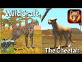 WildCraft vs The Cheetah | Differences