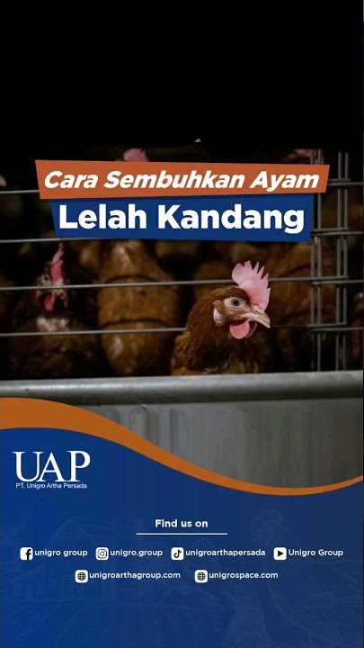 HOW TO CURE CHICKENS THAT ARE PARALYZED FROM THE CAGE