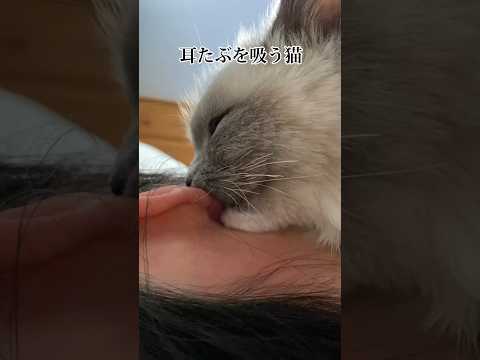 【やめて…耳たぶを吸う猫】#ねこ #猫 #猫動画 #ラグドール #ラグドール男の子 #ragdollcat #cat #甘えん坊の猫 #限界 #対処法