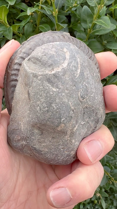 Fossil flip! Extremely rare beautiful ammonite from remote Yorkshire Jurassic beach #fossils #haugia