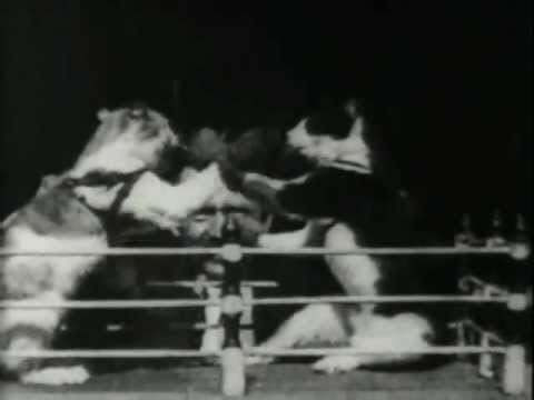 The Oldest Cat Video on YouTube: 1894 Boxing Cats