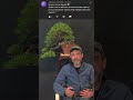 Je réponds à vos questions, pin mugo #inartebonsai #bonsai #bonsaï #jardin #arbre #bonsaitree
