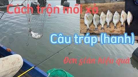 Cách trộn mồi xả dụ cá tráp đơn giản, hiệu quả