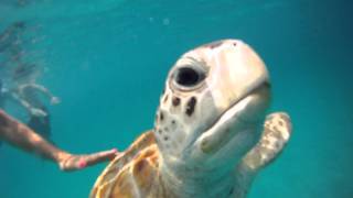 turtle slap.MP4