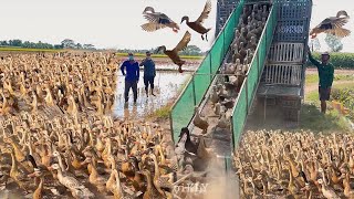 Duy moved a flock of 4,000 ducks from under a train
