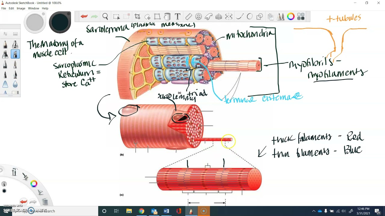 Chapter 10: muscle cell anatomy - YouTube