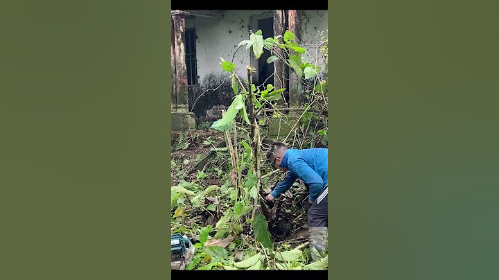 Experts shudder as they clean up an abandoned house full of plants and poisonous snakes | cleaning