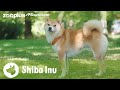 Portrait du shiba inu  caractre mode de vie  soins  magazine zooplus