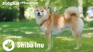 Portrait du Shiba Inu : caractère, mode de vie & soins | Magazine zooplus