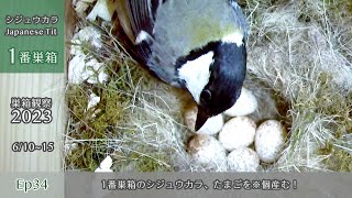 The Japanese Tit in nest #1 laid 6 eggs! (June 10th to 15th, Nest box Observation 2023 Ep34)