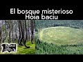 El bosque misterioso de Rumanía "Hoia baciu" | Relatos del lado oscuro