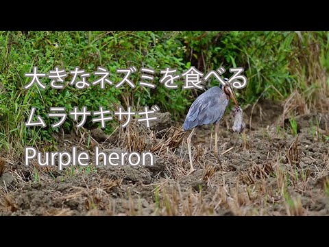 【大きなネズミを食べる】ムラサキサギ Purple heron