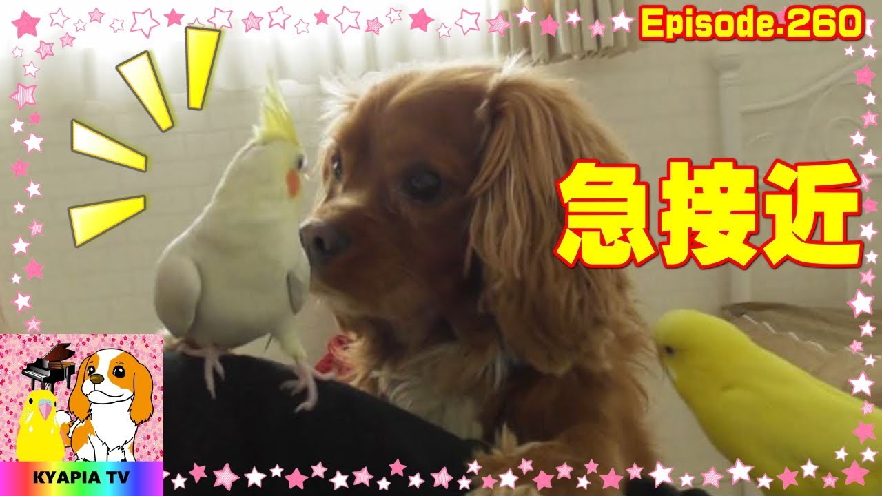 犬とインコの急接近 キャピア Tv260 The Rapid Approach Of The Dogs And Parrots Youtube