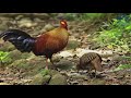 Gallos salvajes (Verde, Rojo, Sonnerat y Lafayette)