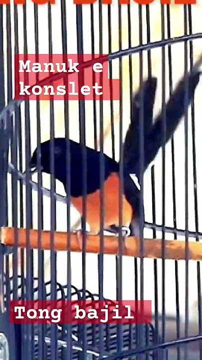 edan manuk e Konslet coy 😱😱😱 #shorts #muraibatugacor