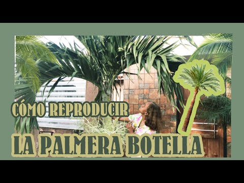 REPRODUCCIÓN DE LA PALMERA BOTELLA