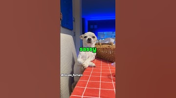 Dogs are too sassy 🤣#dog #funny #pets