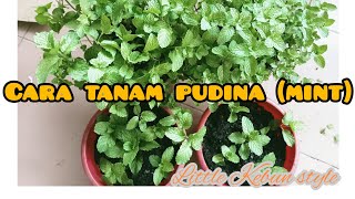 CARA SENANG TANAM PUDINA / MINT - Little Kebun