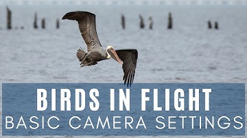 Bird in Flight Photography Camera Settings