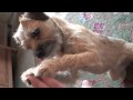 Sara Border Terrier : A day with... の動画、YouTube動画。